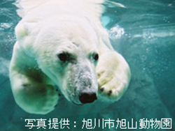 旭山動物園を3D映像で体感しよう!